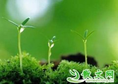 �����Ķ������켴��