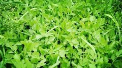 �����Ұ��