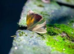 �����ٻ�һ����